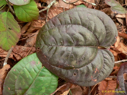 {Smilax pumila}